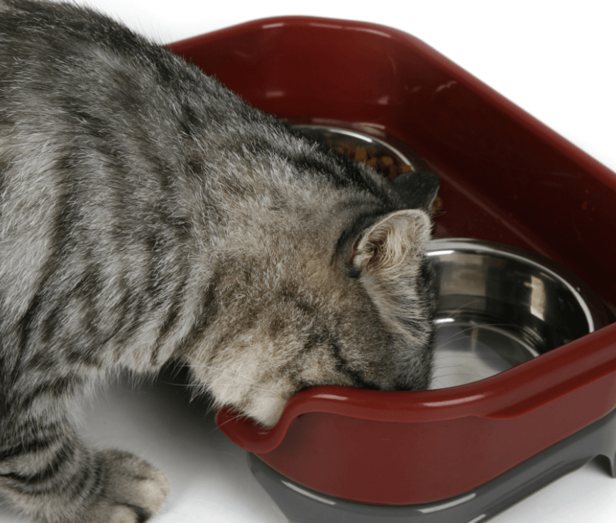 Pet Double Basin Stainless Steel Bowl Set-3