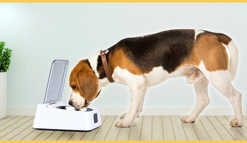 Smartpaws Automatic Moisture-Proof Pet Feeder-4