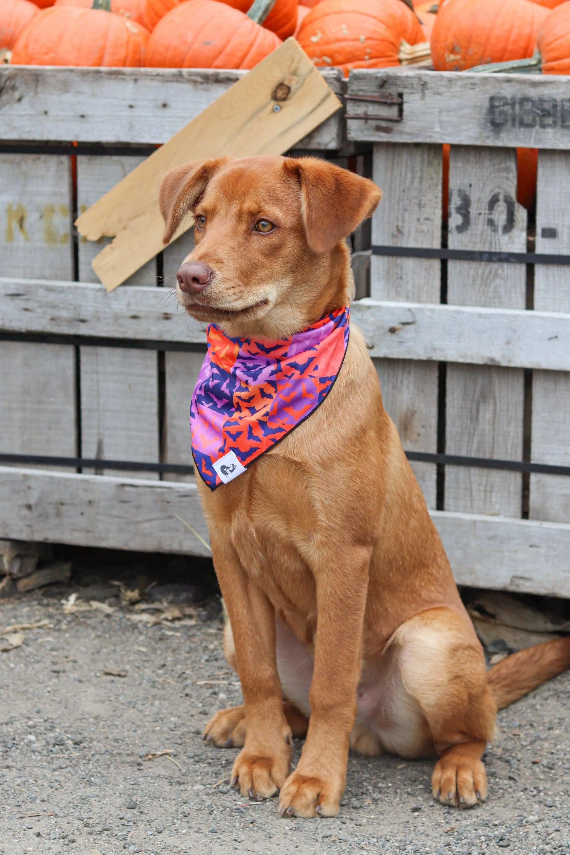 Spooky Bat Squares Dog Bandana-2