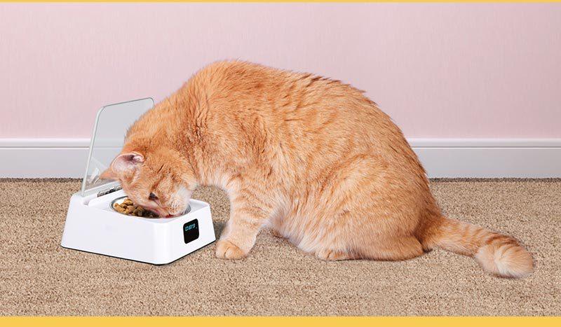 Smartpaws Automatic Moisture-Proof Pet Feeder-1
